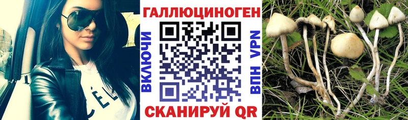продажа наркотиков Новый Оскол Псилоцибиновые грибы Psilocybe